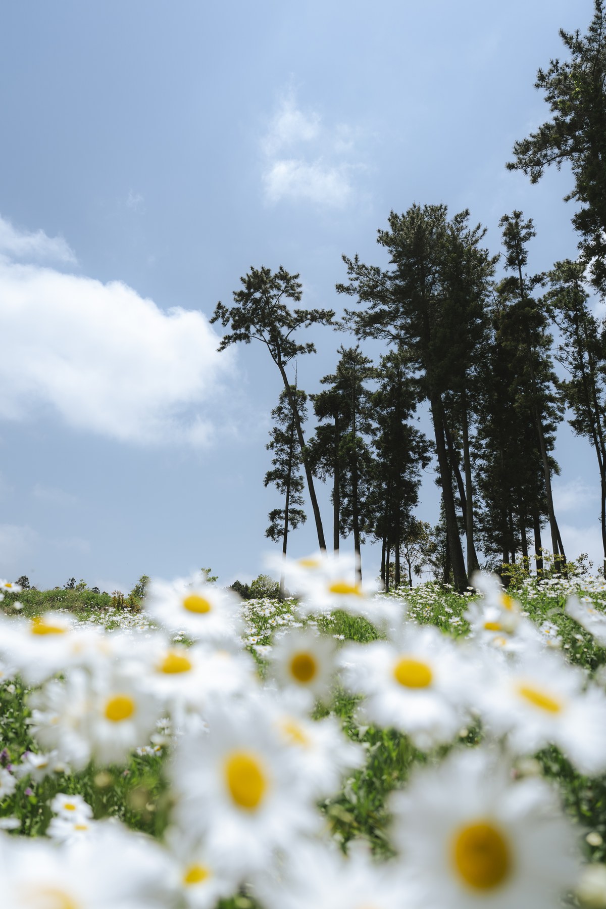 제주 데이지 꽃밭과 삼나무 — 우정원컴퍼니 자연 공간